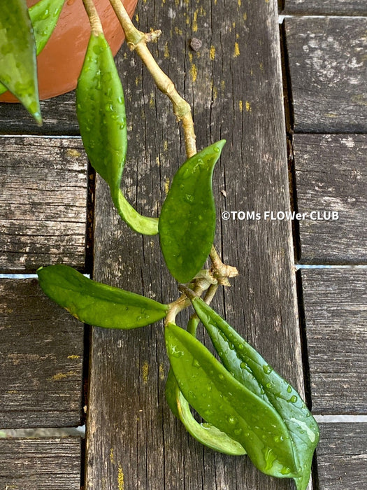 Hoya Pubicalyx Royal Hawaiian Purple, Hoya, Wachsblume, Voskovka, organically grown tropical plants for sale, TOMs FLOWer CLUB.