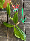 Hoya Pubicalyx Royal Hawaiian Purple, Hoya, Wachsblume, Voskovka, organically grown tropical plants for sale, TOMs FLOWer CLUB.