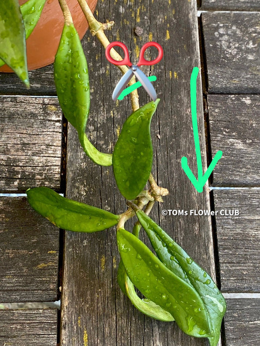 Hoya Pubicalyx Royal Hawaiian Purple, Hoya, Wachsblume, Voskovka, organically grown tropical plants for sale, TOMs FLOWer CLUB.