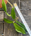 Hoya Pubicalyx Royal Hawaiian Purple, Hoya, Wachsblume, Voskovka, organically grown tropical plants for sale, TOMs FLOWer CLUB.