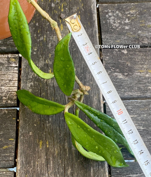 Hoya Pubicalyx Royal Hawaiian Purple, Hoya, Wachsblume, Voskovka, organically grown tropical plants for sale, TOMs FLOWer CLUB.