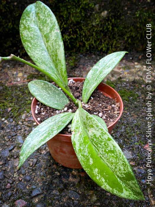Hoya Pubicalyx Silver Splash, organically grown tropical Hoya plants for sale at TOMs FLOWer CLUB.