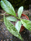 Hoya Pubicalyx Silver Splash, organically grown tropical Hoya plants for sale at TOMs FLOWer CLUB.