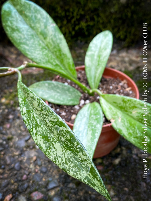 Hoya Pubicalyx Silver Splash, organically grown tropical Hoya plants for sale at TOMs FLOWer CLUB.