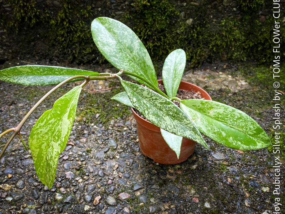 Hoya Pubicalyx Silver Splash, organically grown tropical Hoya plants for sale at TOMs FLOWer CLUB.