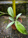 Hoya Pubicalyx Silver Splash, organically grown tropical Hoya plants for sale at TOMs FLOWer CLUB.
