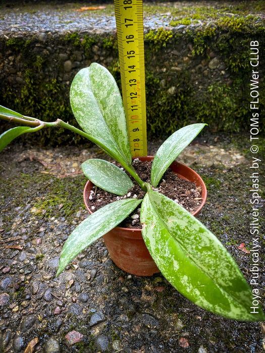 Hoya Pubicalyx Silver Splash, organically grown tropical Hoya plants for sale at TOMs FLOWer CLUB.