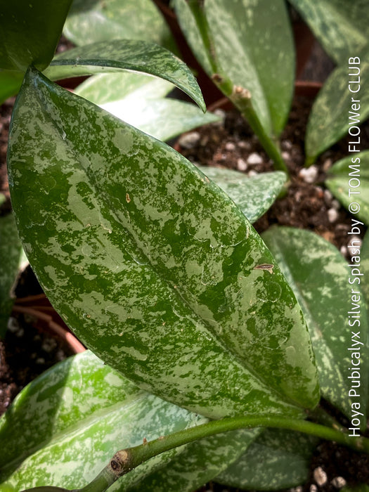 Hoya Pubicalyx Silver Splash, organically grown tropical Hoya plants for sale at TOMs FLOWer CLUB.