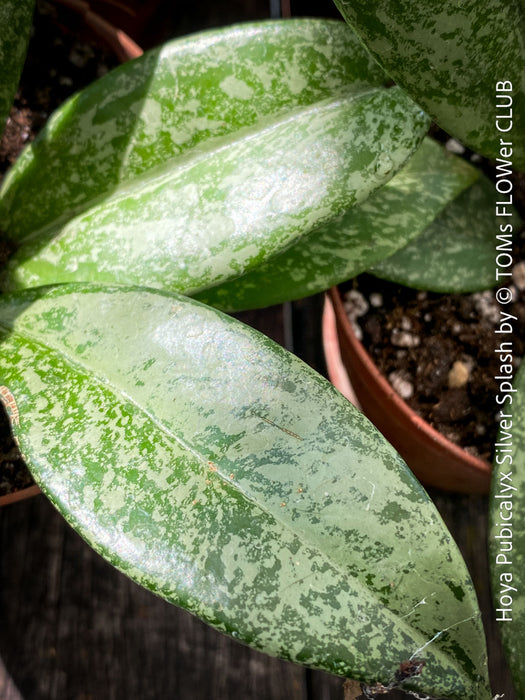 Hoya Pubicalyx Silver Splash, organically grown tropical Hoya plants for sale at TOMs FLOWer CLUB.