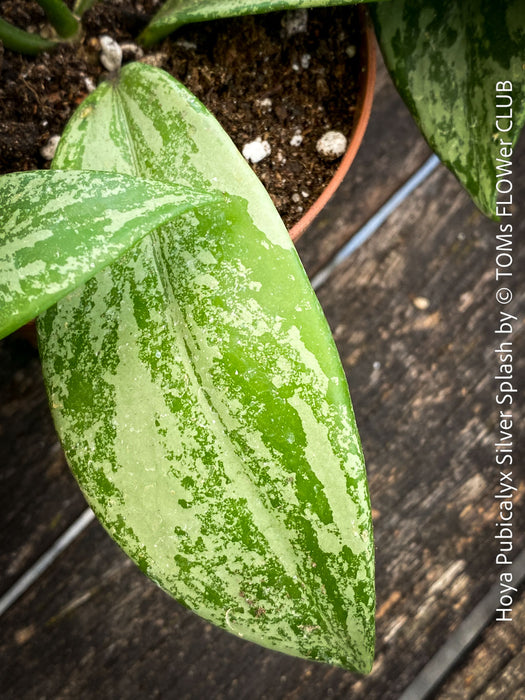 Hoya Pubicalyx Silver Splash, organically grown tropical Hoya plants for sale at TOMs FLOWer CLUB.