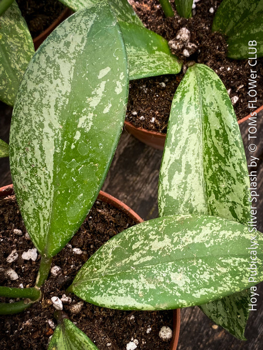 Hoya Pubicalyx Silver Splash, organically grown tropical Hoya plants for sale at TOMs FLOWer CLUB.