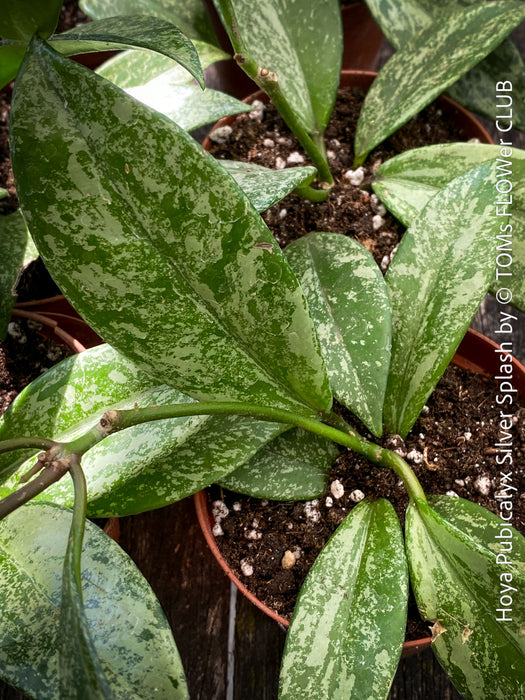 Hoya Pubicalyx Silver Splash, organically grown tropical Hoya plants for sale at TOMs FLOWer CLUB.