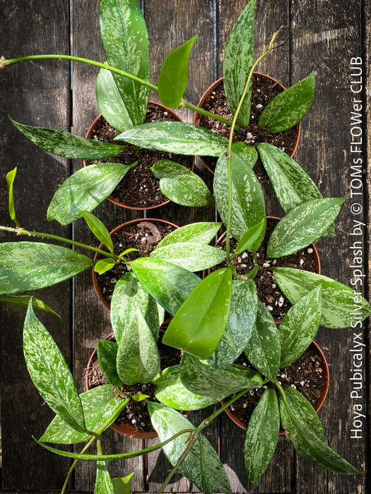 Hoya Pubicalyx Silver Splash, organically grown tropical Hoya plants for sale at TOMs FLOWer CLUB.