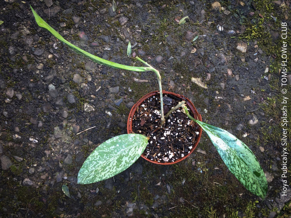 Hoya Pubicalyx Silver Splash, organically grown tropical Hoya plants for sale at TOMs FLOWer CLUB.