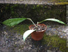 Hoya Pubicalyx Silver Splash, organically grown tropical Hoya plants for sale at TOMs FLOWer CLUB.