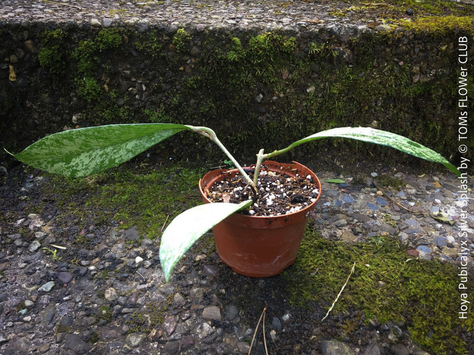 Hoya Pubicalyx Silver Splash, organically grown tropical Hoya plants for sale at TOMs FLOWer CLUB.