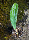 Hoya Pubicalyx Silver Splash, organically grown tropical Hoya plants for sale at TOMs FLOWer CLUB.