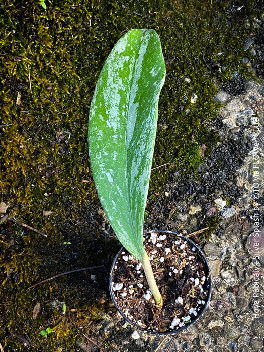 Hoya Pubicalyx Silver Splash, organically grown tropical Hoya plants for sale at TOMs FLOWer CLUB.