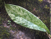 Hoya Pubicalyx Silver Splash, organically grown tropical Hoya plants for sale at TOMs FLOWer CLUB.