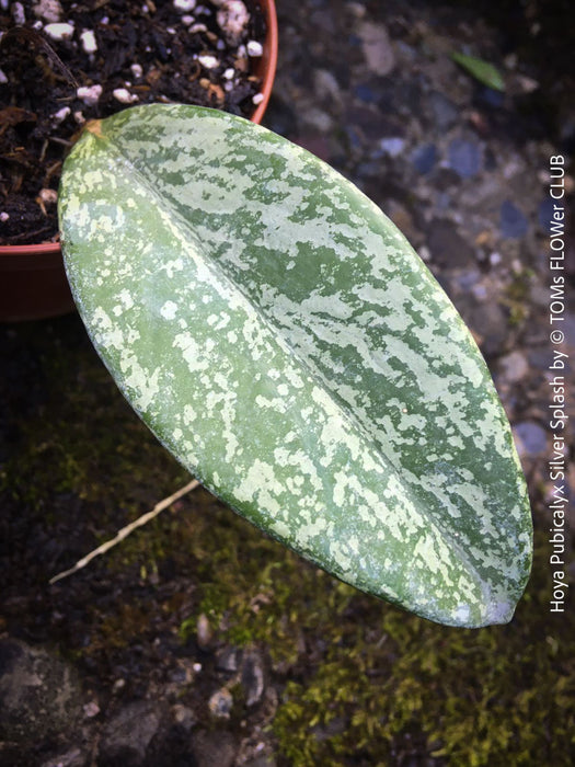 Hoya Pubicalyx Silver Splash, organically grown tropical Hoya plants for sale at TOMs FLOWer CLUB.