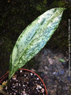 Hoya Pubicalyx Silver Splash, organically grown tropical Hoya plants for sale at TOMs FLOWer CLUB.