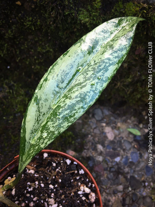 Hoya Pubicalyx Silver Splash, organically grown tropical Hoya plants for sale at TOMs FLOWer CLUB.