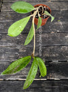 Hoya Pubicalyx, Wachsblume, organically grown plants by TOMs FLOWer CLUB. 