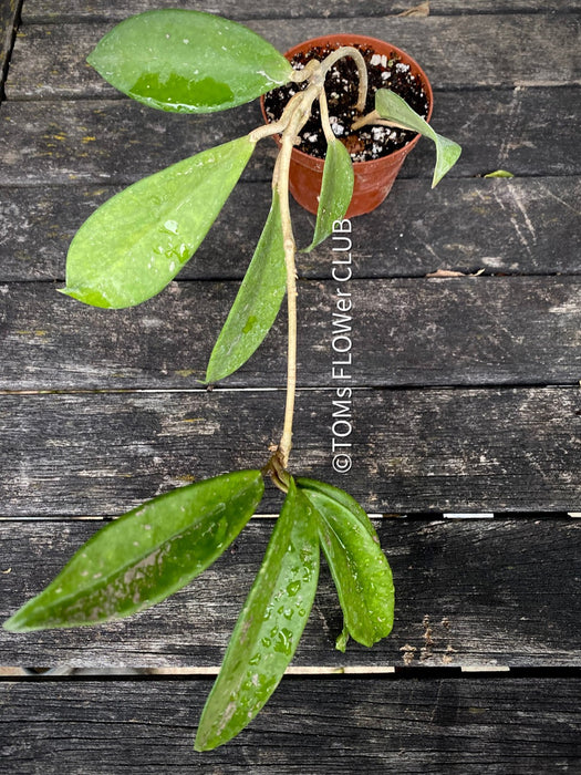 Hoya Pubicalyx, Wachsblume, organically grown plants by TOMs FLOWer CLUB. 