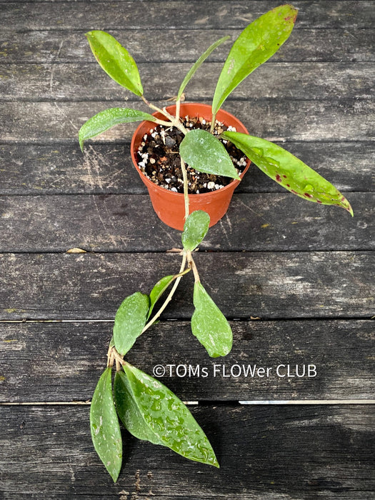 Hoya Pubicalyx, Wachsblume, organically grown plants by TOMs FLOWer CLUB. 