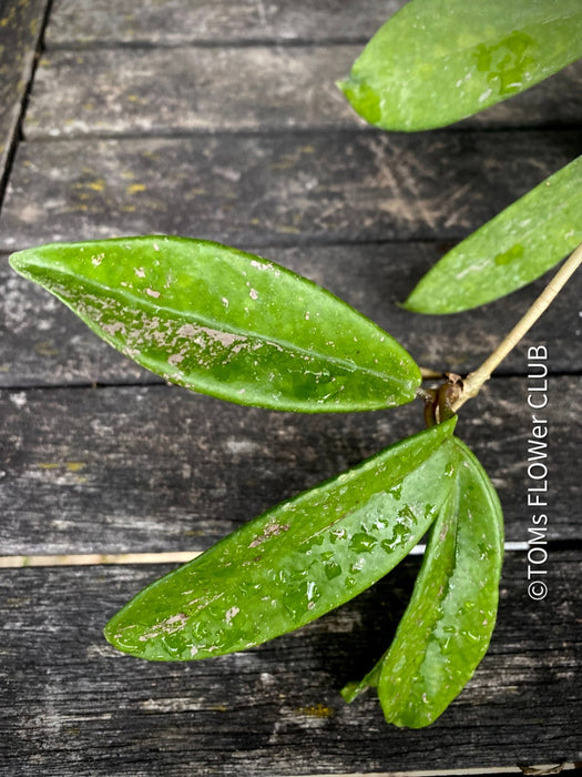 Hoya Pubicalyx, Wachsblume, organically grown plants by TOMs FLOWer CLUB. 