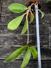 Hoya Pubicalyx, Wachsblume, organically grown plants by TOMs FLOWer CLUB. 