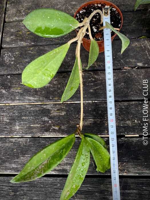 Hoya Pubicalyx, Wachsblume, organically grown plants by TOMs FLOWer CLUB. 