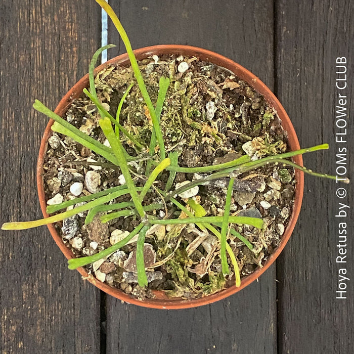 Hoya Retusa