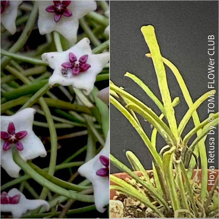Hoya Retusa