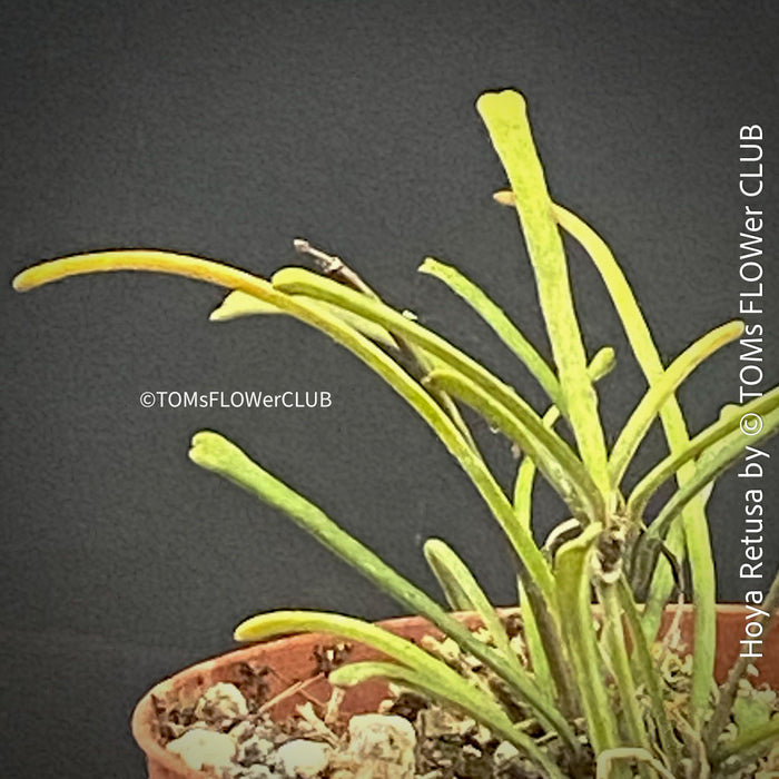 Hoya Retusa