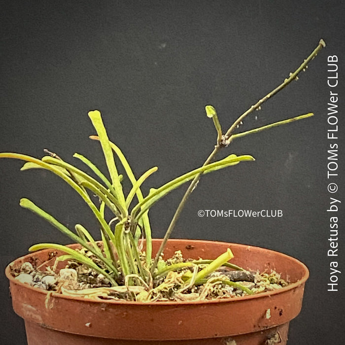 Hoya Retusa