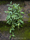 Hoya Rosita, Wachsblume; organically grown tropical hoya plants for sale at TOMs FLOWer CLUB.