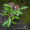 Hoya Rosita, Wachsblume; organically grown tropical hoya plants for sale at TOMs FLOWer CLUB.