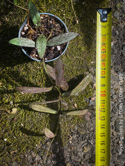 Hoya sigillatis, Borneo native Hoya, Wachsblume, Voskovka, organically grown tropical & succulent plants for sale at TOMs FLOWer CLUB