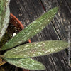 Hoya sigillatis, Borneo native Hoya, Wachsblume, Voskovka, organically grown tropical & succulent plants for sale at TOMs FLOWer CLUB