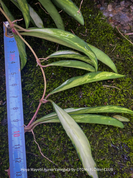 Hoya Wayetii Aurea Variegata, variegata, organically grown, plants for sale at TOMs FLOWer CLUB