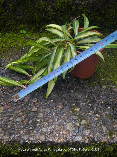 Hoya Wayetii Aurea Variegata, variegata, organically grown, plants for sale at TOMs FLOWer CLUB