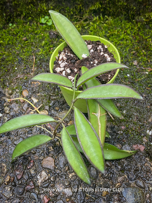Hoya Wayetii, organically grown tropical hoya plants for sale at TOMsFLOWer CLUB.
