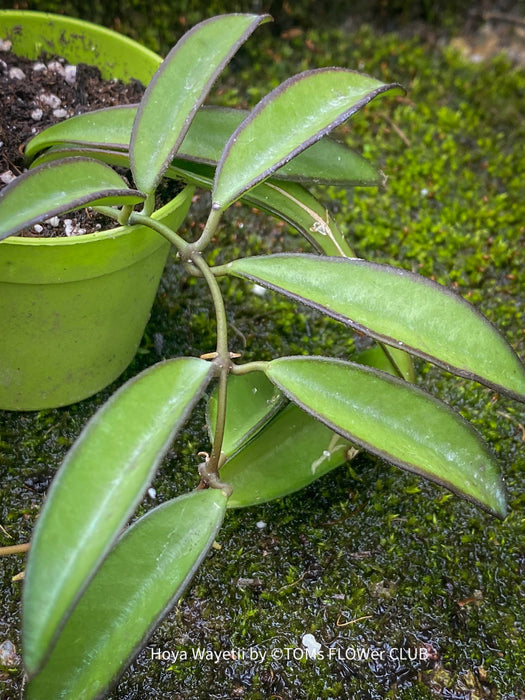 Hoya Wayetii, organically grown tropical hoya plants for sale at TOMsFLOWer CLUB.