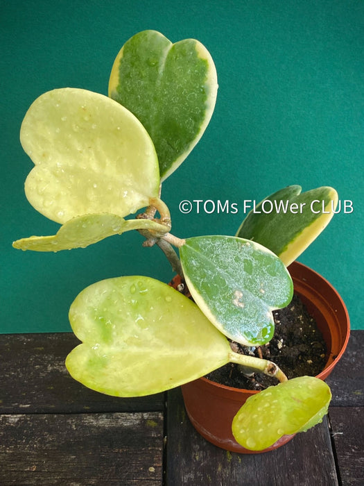 Hoya Kerrii Albo Variegata Full Moon, organically grown tropical Hoya plants for sale at TOMsFLOWer CLUB.