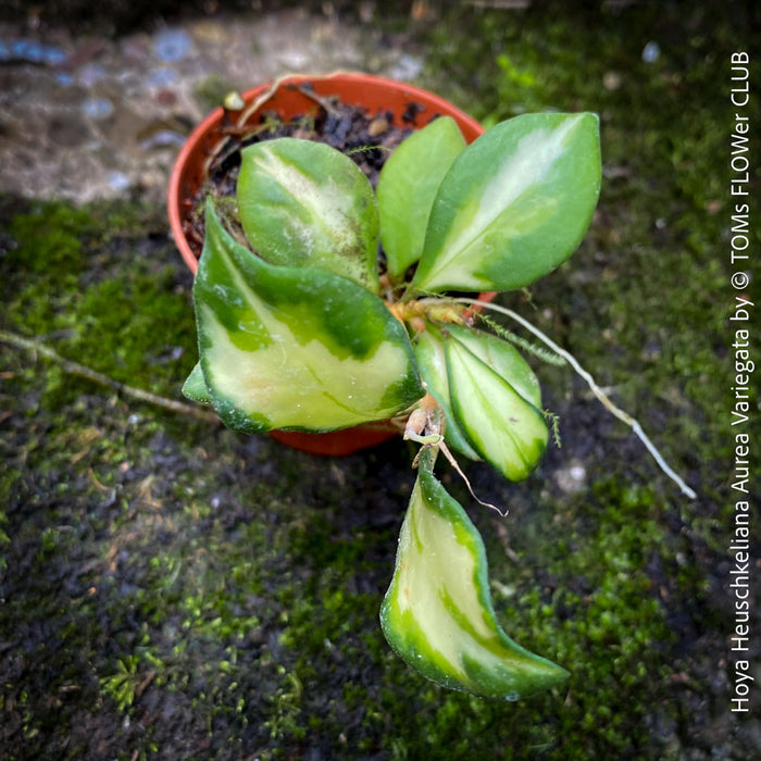 Hoya Heuschkeliana Aurea Variegata
