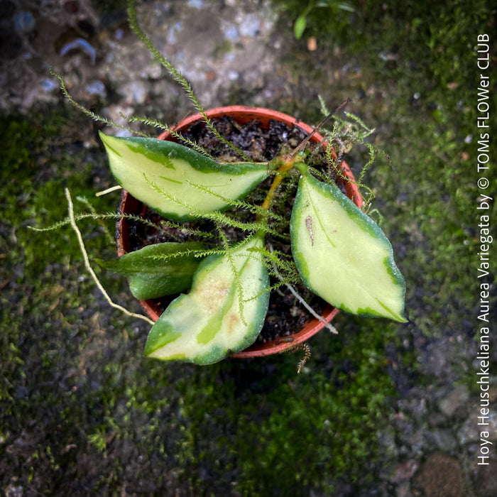 Hoya Heuschkeliana Aurea Variegata