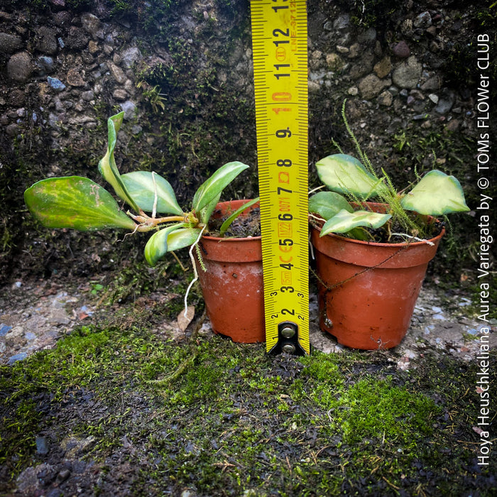 Hoya Heuschkeliana Aurea Variegata