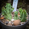 Huernia Confusa, organically grown succulent plants for sale at TOMs FLOWer CLUB.