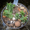 Huernia Confusa, organically grown succulent plants for sale at TOMs FLOWer CLUB.